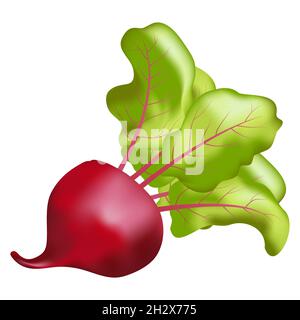 Barbabietola realistica con cime isolate Illustrazione Vettoriale
