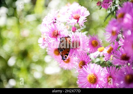 Peacock Butterfly sui fiori estivi Foto Stock