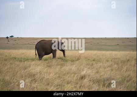 Lone African Bush Elephant (Loxodonta africana) camminando in erba alta, Masai Mara, Kenya Foto Stock