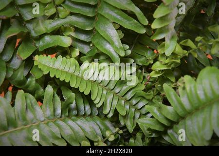 Primo piano della pianta di casa di Nephrolepis exaltata, comunemente nota come felce di Boston. L'immagine mostra i dettagli delle foglie o dei fronti di felce, che sono verdi. Foto Stock