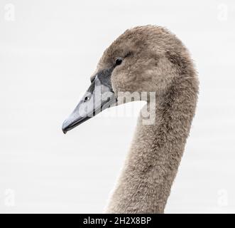 Ritratto di un giovane Mute Swan cygnet a Slimbridge in Gloucestershire Regno Unito Foto Stock