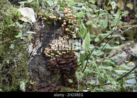 Cluster di Dark Brown Bracket Fungus su decadente ceppo di albero in Woodland nel Mid-Wales, Regno Unito, nel mese di ottobre Foto Stock