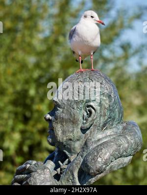 Sir Peter Scott forse non si dispiacerebbe che la sua scultura in bronzo al Slimbridge Wildlife and Wetlands Center fosse usata come un posatoio per un gabbiano dalla testa nera Foto Stock