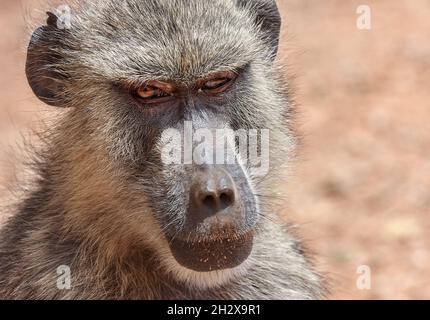 Ritratto intimo di Baboon giallo Papio cinocephalus al Parco Nazionale Tsavo Kenya Foto Stock