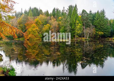 Pitlochry, Scozia, Regno Unito. 24 ottobre 2021. I colori autunnali sugli alberi si riflettono nel Loch Dunmore vicino Pitlochry. Le foreste e i boschi del Perthshire sono al momento abbarinate con colori autunnali. Iain Masterton/Alamy Live News. Foto Stock