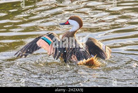 Gabbiette bianche o anatra di Bahama pintail Anas bahamensis che si bagna vigorosamente a Slimbridge Gloucestershire Foto Stock