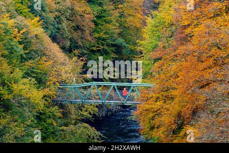 Pitlochry, Scozia, Regno Unito. 24 ottobre 2021. Una donna sorge su un ponte pedonale che attraversa il fiume Garry vicino a Killiecrankie per ammirare i vivaci colori autunnali della foresta circostante. Iain Masterton/Alamy Live News. Foto Stock