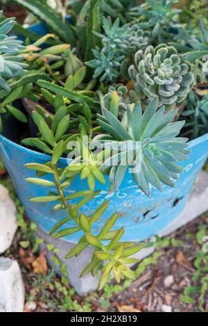 Idee riutilizzate per il design del giardino. Le pentole vecchie si trasformano in pentole di fiori da giardino. Design riciclato del giardino, fai da te e stile di vita a basso contenuto di rifiuti. Foto Stock