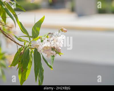 Primo piano di Tabebuia in fiore di rosea a Las Vegas, Nevada Foto Stock