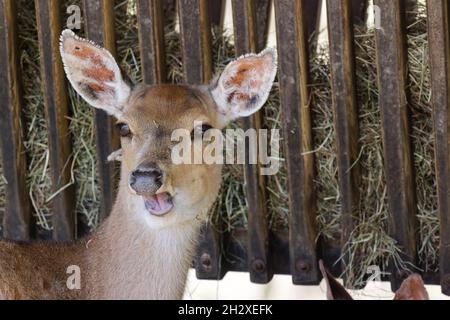 cervi che mangiano fieno a mangiar trogolo, di giorno in ombra, nessuna gente Foto Stock