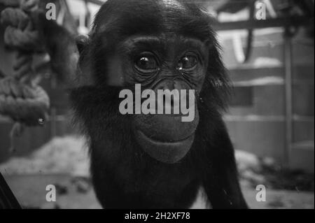 Uno scatto in scala di grigi di uno scimpanzé attraverso una parete di vetro Foto Stock