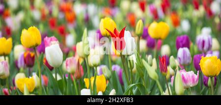 Foto panoramica di belle tulipani colorati di colore giallo, bianco, rosso, viola, rosa su un grande letto di fiori nel giardino della città, da vicino. Foto Stock