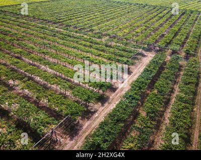 Vista aerea del paesaggio da un drone di puliti vigneti verdi su una cantina in un concetto di agricoltura, agronomia, viticoltura e produzione di vino Foto Stock