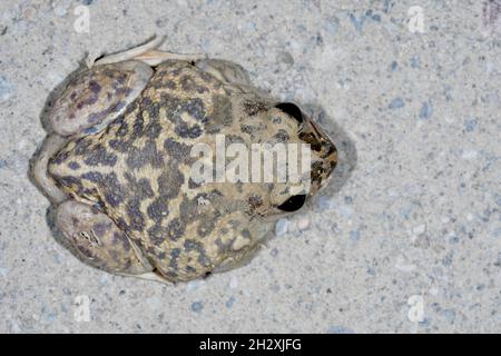 Rospo comune o rospo europeo, una specie di rana della famiglia Bufonidae. Foto Stock