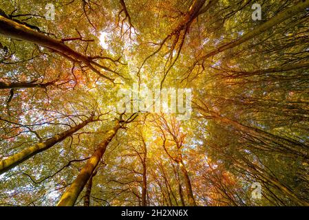 Alberi d'autunno che mostrano fuori i loro colori d'autunno. Foto Stock