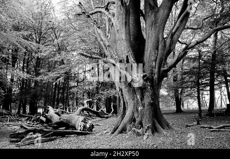 Alberi da bosco in bianco e nero ad alto contrasto. Foto Stock