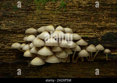 Funghi a cofano raggruppato micena inclinata che cresce su un albero morto. Foto Stock
