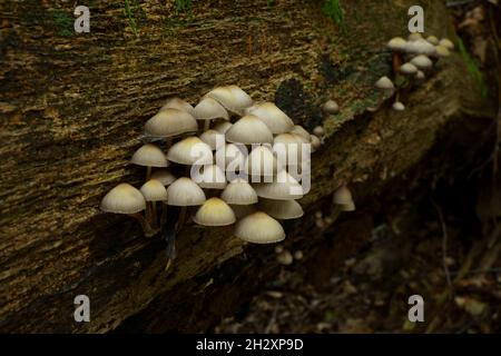 Funghi a cofano raggruppato Micena inclinata che cresce su un albero caduto. Foto Stock