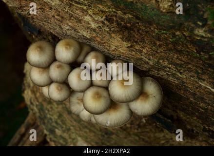 Funghi a cofano raggruppato Micena inclinata dall'alto. Foto Stock
