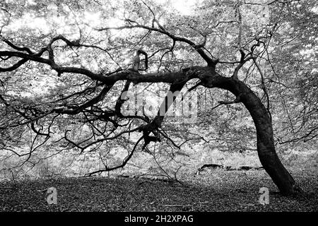 Un albero di Faggio a vento in bianco e nero ad alto contrasto. Foto Stock