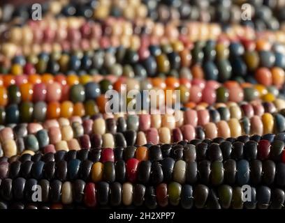 Foto macro di chicchi di granoturco in vetro di Zea Mays con chicchi color arcobaleno, coltivati su un'allotment a Londra nel Regno Unito. Foto Stock
