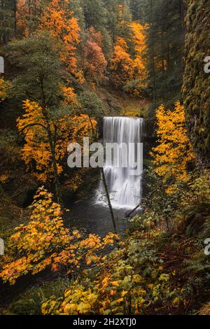 Splendida cascata nella foresta autunnale circondata da un coloratissimo fogliame autunnale, il Silver Falls state Park, Oregon Foto Stock
