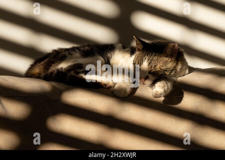 Un gatto tabby che dorme su uno schienale del divano, all'ombra delle persiane parzialmente aperte. Foto Stock