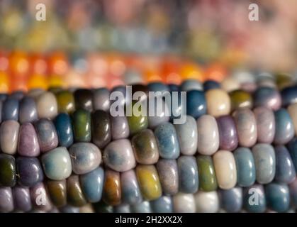 Foto macro di chicchi di granoturco in vetro di Zea Mays con chicchi color arcobaleno, coltivati su un'allotment a Londra nel Regno Unito. Foto Stock