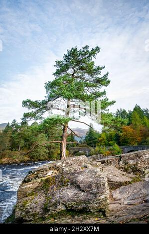 Una piccola pineta che cresce da una roccia vicino alle Cascate di Dochart nelle Highlands scozzesi Foto Stock
