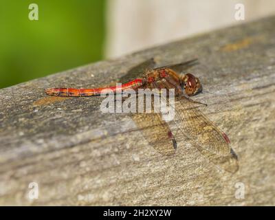 Sympetrum striolatum, la Dragonfly comune di Darter, poggiante su una recinzione a RSPB Titchwell Marsh, Norfolk, Regno Unito.