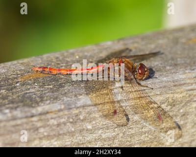 Sympetrum striolatum, la Dragonfly comune di Darter, poggiante su una recinzione a RSPB Titchwell Marsh, Norfolk, Regno Unito.