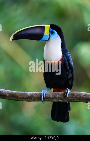 Un toucan a gola bianca (tucanus di Ramphastos) arroccato su un ramo. Cuzco, Perù, Sud America. Foto Stock