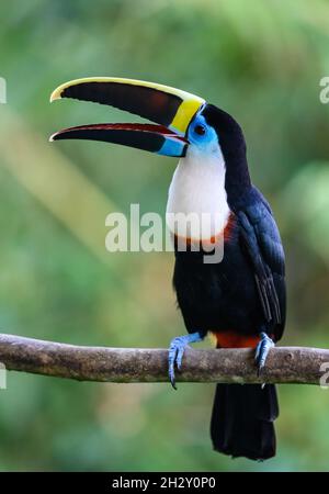 Un toucan a gola bianca (tucanus di Ramphastos) arroccato su un ramo. Cuzco, Perù, Sud America. Foto Stock