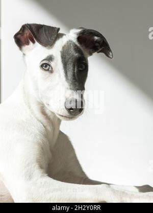Carino cucciolo di frusta in posa Foto Stock
