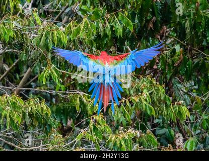 Un Maws rosso e verde (Ara chloropterus) con ali aperte a Blanquillo Clay Lick, Manu National Park, Madre de Dios, Perù. Foto Stock