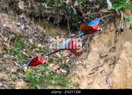 Tre Macaws rossi e verdi (Ara chloropterus) che volano a Blanquillo Clay Lick, Manu National Park, Madre de Dios, Perù. Foto Stock