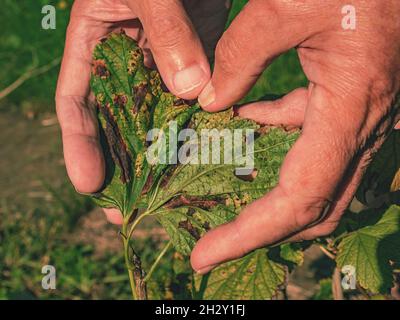 Foglie di ribes nero danneggiate dalla malattia fungina antracnosio nelle mani in primo piano Foto Stock