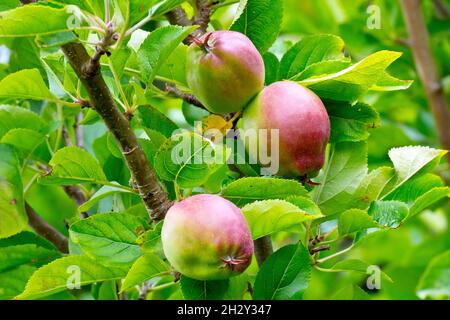 Granchio di mela (malus sylvestris), primo piano di un gruppo di grandi mele rosse appese ai rami di un albero. Foto Stock