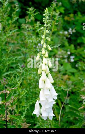 Foxglove (digitalis purpurea), primo piano di un picco solitario di fiori bianchi che crescono su un terreno di scarto. Foto Stock