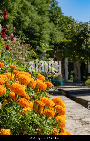 Primo piano foto di fiori selvatici piantati nel giardino del Castello della Regina Maria di Romania, a Balchik, Bulgaria Foto Stock