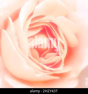 Fiore di rosa color pesca, luce soffusa, atmosfera romantica, fuoco selettivo Foto Stock
