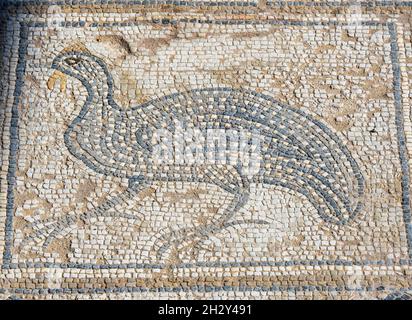 Mosaico del pavimento raffigurante un uccello nella Casa di Eustolio, Kourion, Repubblica di Cipro Foto Stock