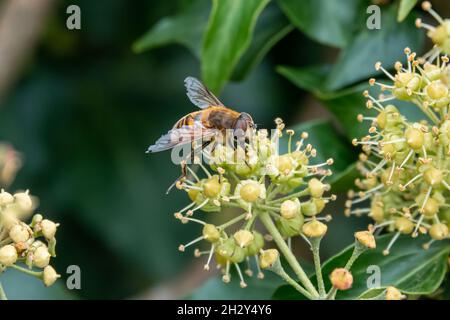 Primo piano di una mosca drone (Eristalis tenax) che si alimenta con edera comune (Helix hedera) Foto Stock