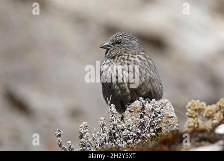 La montagna-finch di Brandt (Leucosickte brandti ematopygia) adulto arroccato sulla roccia Passo Sela, Arunachal Pradesh, India Gennaio Foto Stock