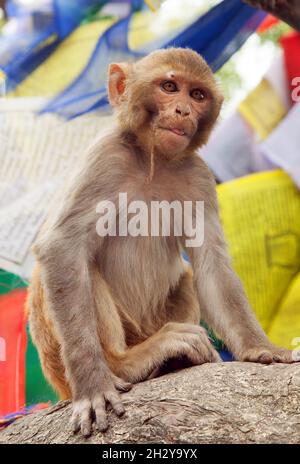 scimmia con bandiere di preghiera vicino swayambhunath stupa, Nepal Foto Stock