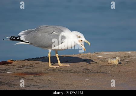 Il gabbiano ha trovato un pezzo di carne e lo sta eviscerando Foto Stock