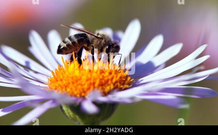 Particolare di ape in latino Apis mellifera, europeo o occidentale ape miele seduta sul viola o fiore blu Foto Stock