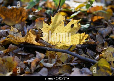 Autunno foresta - una foglia di acero tra le foglie cadute nei raggi del sole del tramonto. Bellissimo sfondo sfocato con foglio di acero giallo Foto Stock