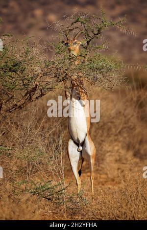 Gerenuk - Litocranius walleri giraffe gazelle, antilope a collo lungo in Africa, lungo collo e arti sottili, in piedi sulle gambe posteriori durante l'allattamento Foto Stock