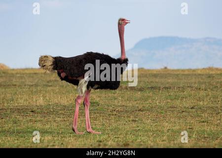 Ostrich comune - Struthio camelus è una specie di uccello senza luce originaria di grandi aree dell'Africa , il più grande uccello vivente, lunghe e forti gambe rosse, lon Foto Stock
